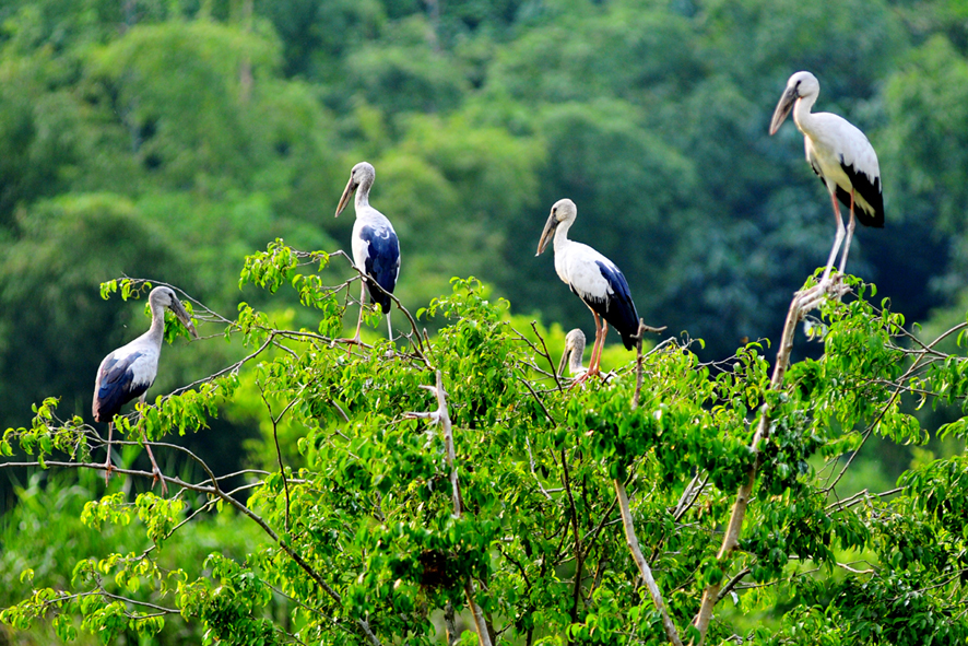 Thung Nham Bird Valley Bich Dong Day Trip 2